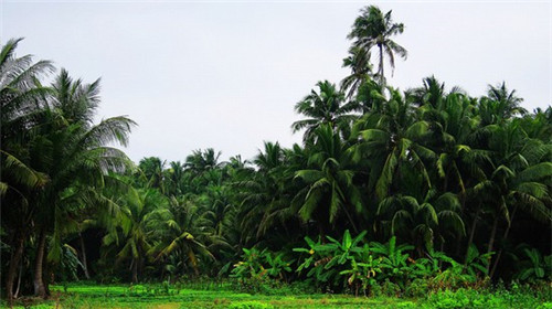 骑摩托车拉木头是什么歌（把摩托骑到树上的电影叫什么）